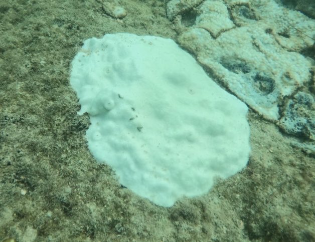 Bill Precht tweet media