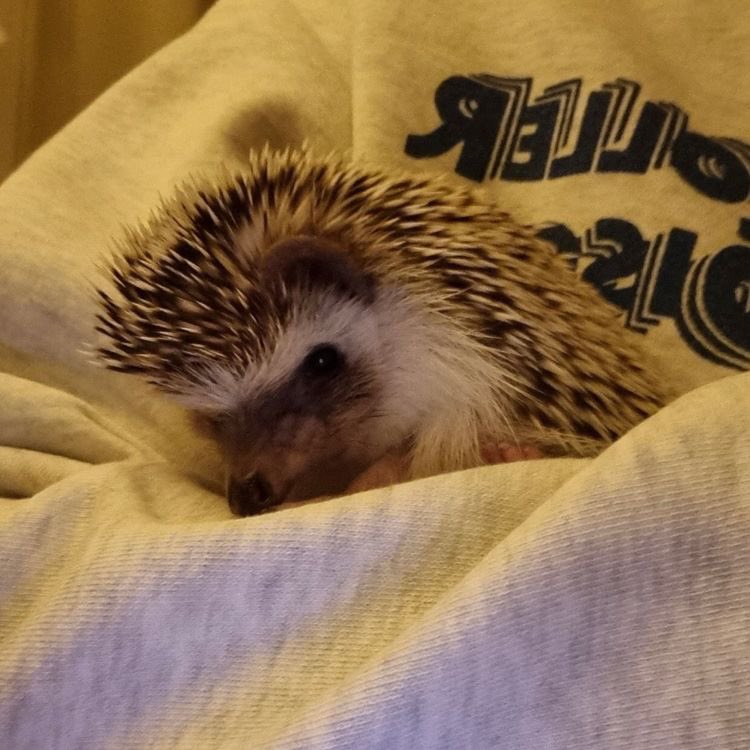hbssog's tweet photo. odi te vamos a extrañar demasiado, gracias por hacer muy feliz a soobin, estoy llorando a mares❤️‍🩹❤️‍🩹😭 https://t.co/d1VJJoxPJ7