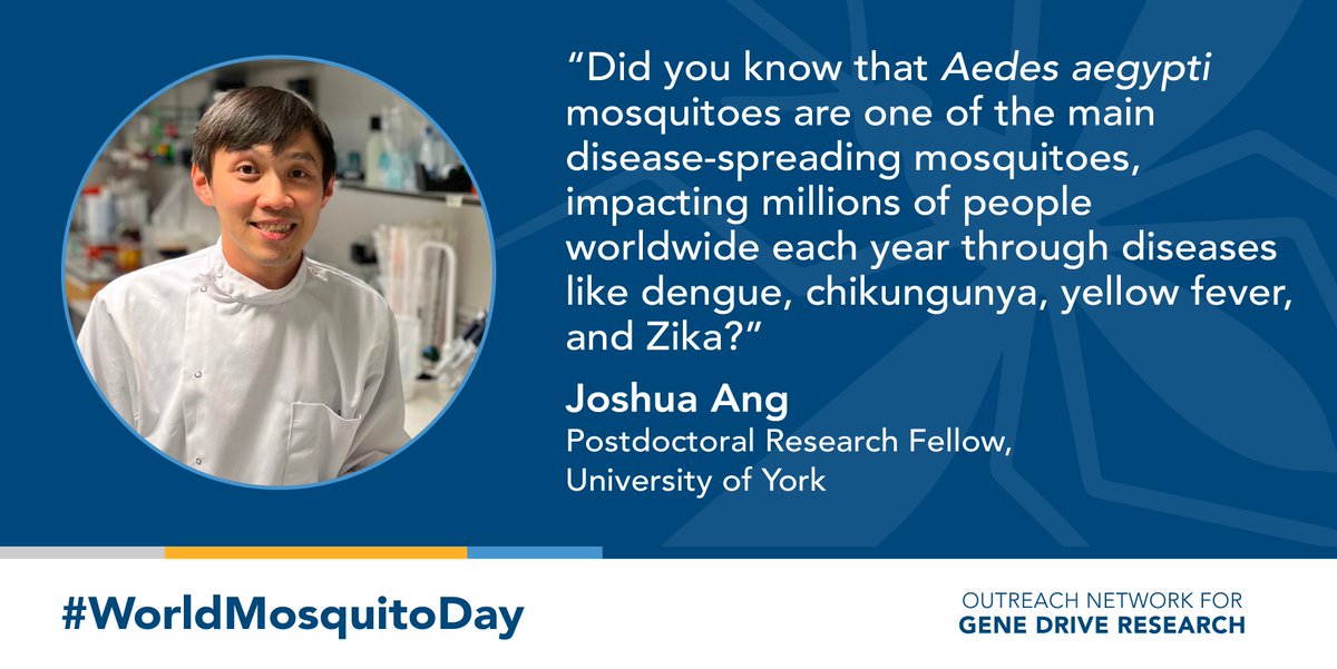 Gene_Convene's tweet photo. For #WorldMosquitoDay, Joshua Ang @jtopsch tells us about his work at the @AlpheyLab @UniOfYork to help fight vector-borne diseases such as #dengue and #chikungunya👉https://t.co/w8kX6y9Stn

#OutreachNetwork #VBDs https://t.co/MZs6eSCrKg