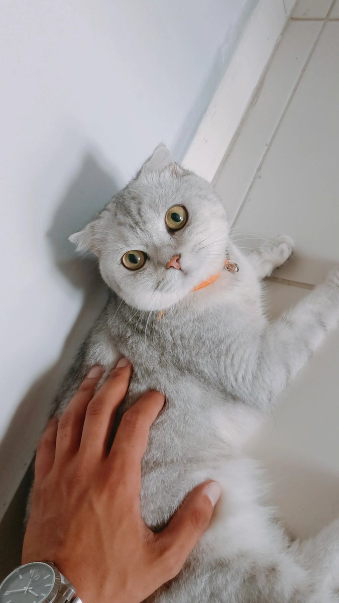 Şans kedisi (PATİ) RT yapıp beğenenlerin ilk tercihi çıkıyor 💞 #Tercih2023 #Erkencitayfa