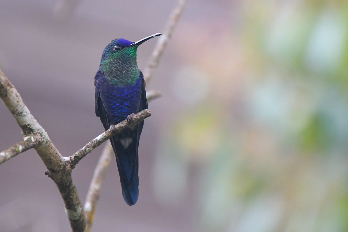 El Dorado. Reserva Natural en la Sierra Nevada de Colombia. Gran trabajo de #ProAvesColombia