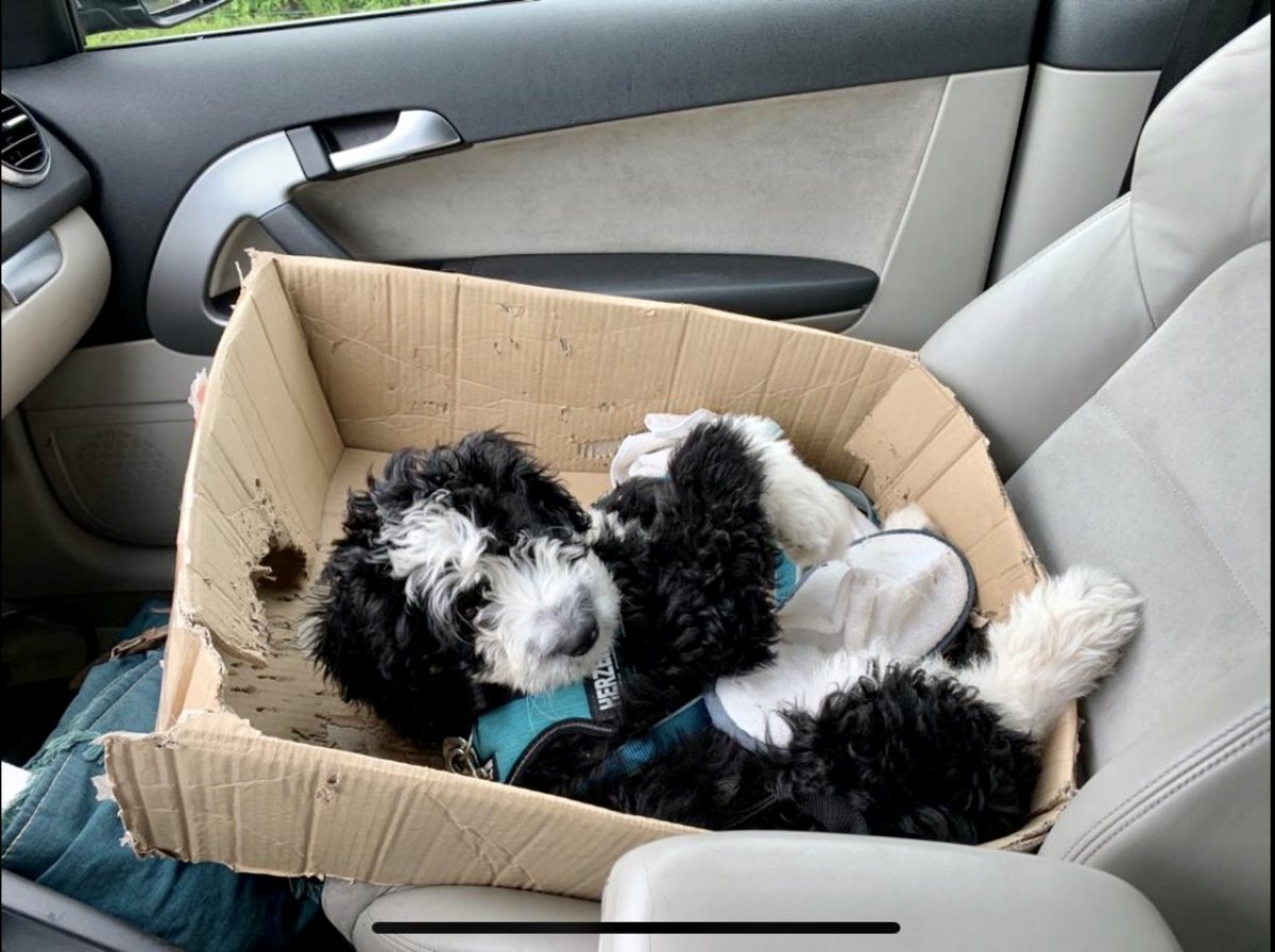 NuovaRealta's tweet photo. @SF___Tahoe @macun81 @28delayslater She’s so adorable!! 🥰
Mine is a Bernedoodle, 4 years old now. Best dog ever!! 💗
He would for sure love to be Roxie‘s friend! #LinusBop https://t.co/ehkjSU5Xvh