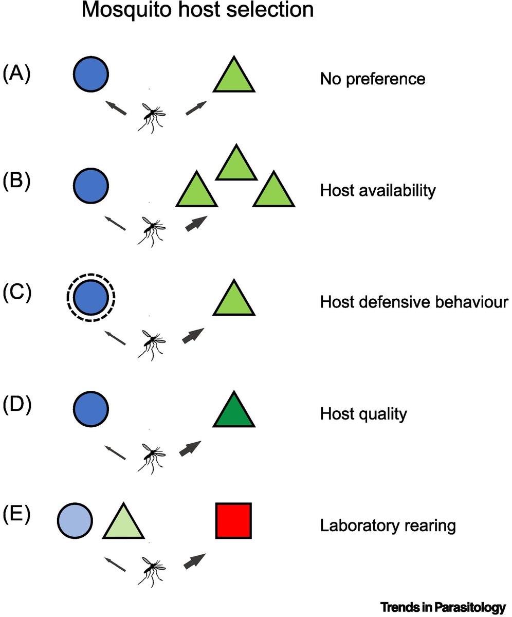 Trends in Parasitology (@trendsparasitol) on Twitter photo In this collection: Effects of #host #blood on #mosquito #reproduction, authored by Marieke de Swart, Carlijn Balvers <a href="/NielsVerh/">Niels Verhulst</a> & Constantianus Koenraadt. <a href="/WUR/">Wageningen U&R</a> <a href="/UZH_en/">University of Zurich</a> #Fecundity #HostPreference #BloodComposition #WorldMosquitoDay2023
cell.com/trends/parasit… In this collection: Effects of #host #blood on #mosquito #reproduction, authored by Marieke de Swart, Carlijn Balvers <a href="/NielsVerh/">Niels Verhulst</a> & Constantianus Koenraadt. <a href="/WUR/">Wageningen U&R</a> <a href="/UZH_en/">University of Zurich</a> #Fecundity #HostPreference #BloodComposition #WorldMosquitoDay2023
cell.com/trends/parasit…