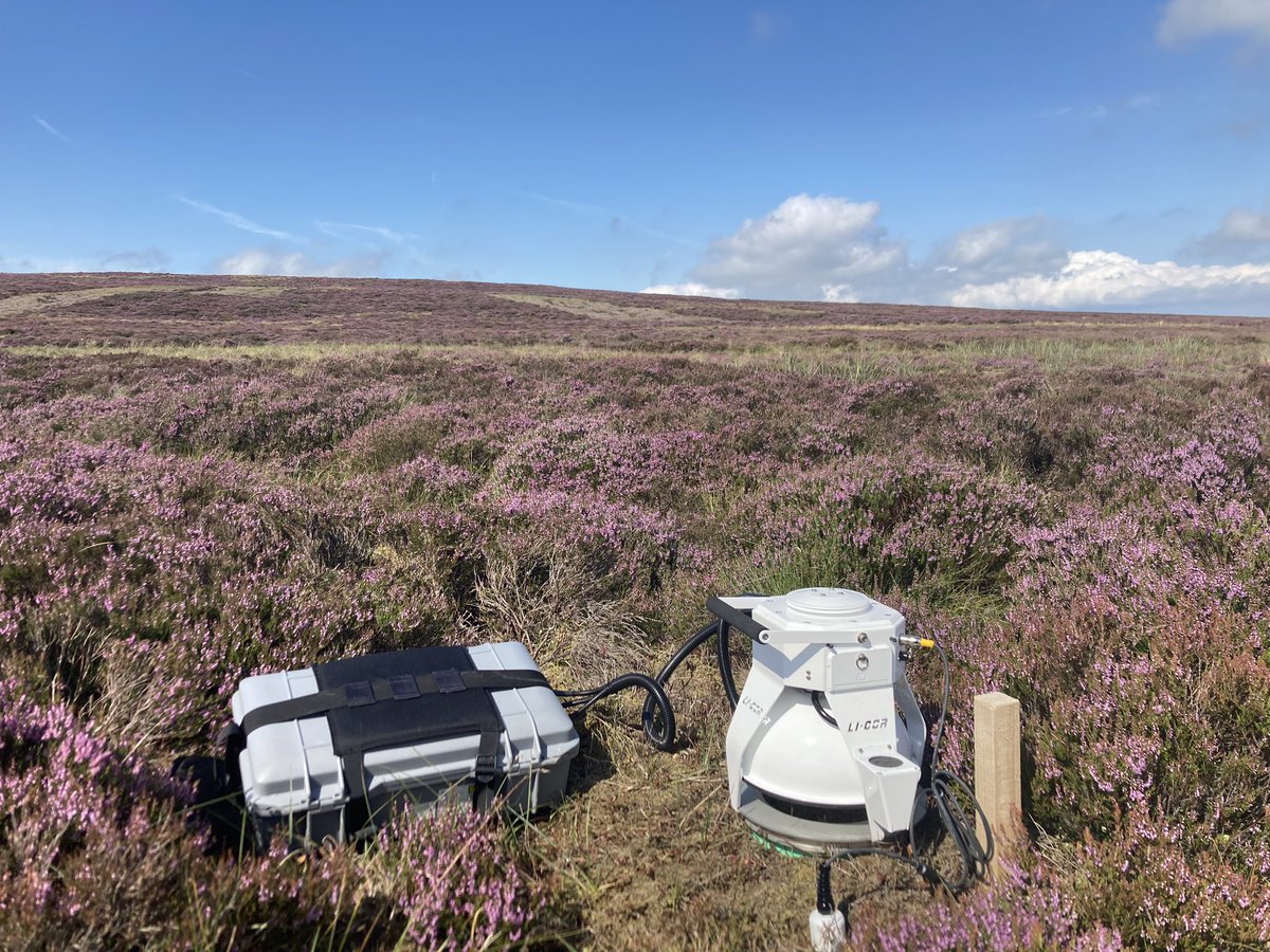 Heather beautifully in bloom for fieldwork today!