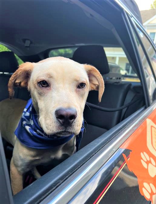 RaffertySubaru's tweet photo. Rafferty #RESCUE #POTW: Butter! https://t.co/5A8MqJqZvh……………………. #petoftheWeek #RaffertyRescue #rescuedog #RescueDogs #ADOPT
@Providence_AC https://t.co/8Z5rYjPOzg