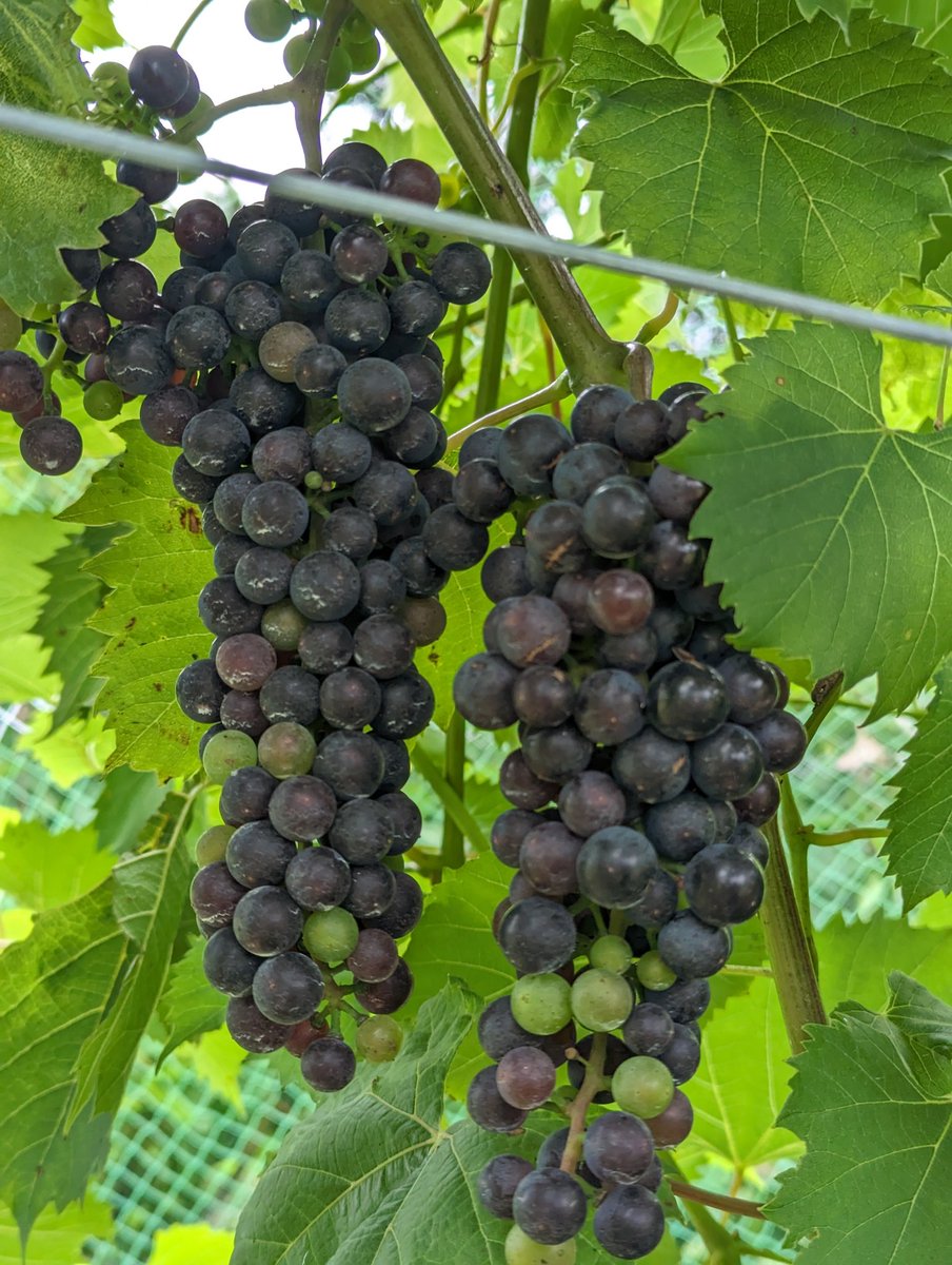 Matthew Elsass tweet media