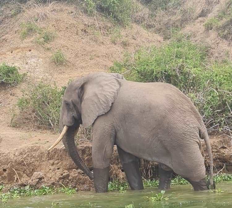 Earthfindsug's tweet photo. Simple Solutions For Stubborn Problems: How Bees Are Deterring Elephants From Invading Crops In Rubirizi District https://t.co/gPWUHJQnhA @earthjournalism @infoNILE @JRSBiodiversity @IUCN #humananimalconflicts #humanelephantconflicts

#EarthfindsNews https://t.co/SEengl09bR