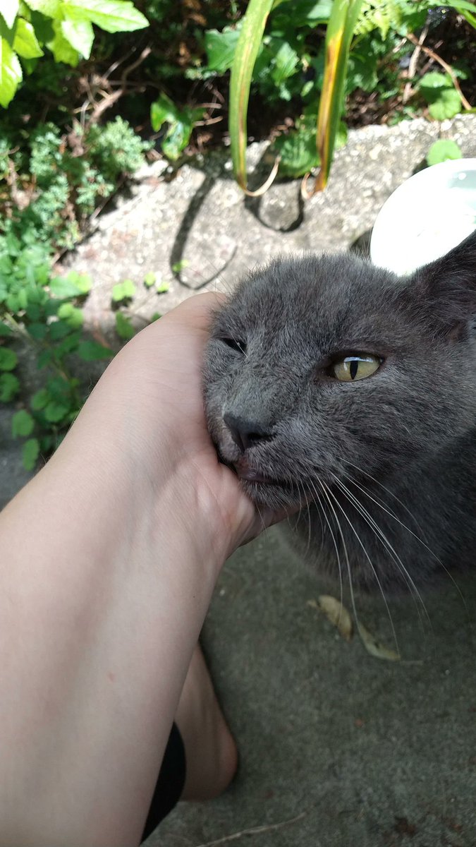 blue_a_wish's tweet photo. Can't get over the fact that @vornietom 's cat and my cat look near identical. If my Gray wasn't a stray with scars they probably would look even more alike. Is your cat toothless too? #siobhanthompson #dimension20 #adaineabernant https://t.co/WSWB99HwcV