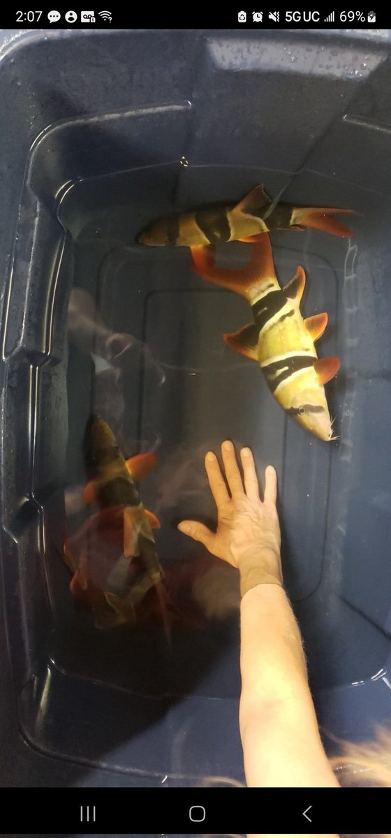 ohiofishrescue's tweet photo. Have you ever seen clown loaches this big? #fish #animals #fishing https://t.co/k1ukxLUlev