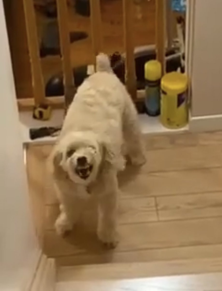 amooonda_'s tweet photo. @EmOrSomething Did you say devil dog? https://t.co/VXy7mqcXcO