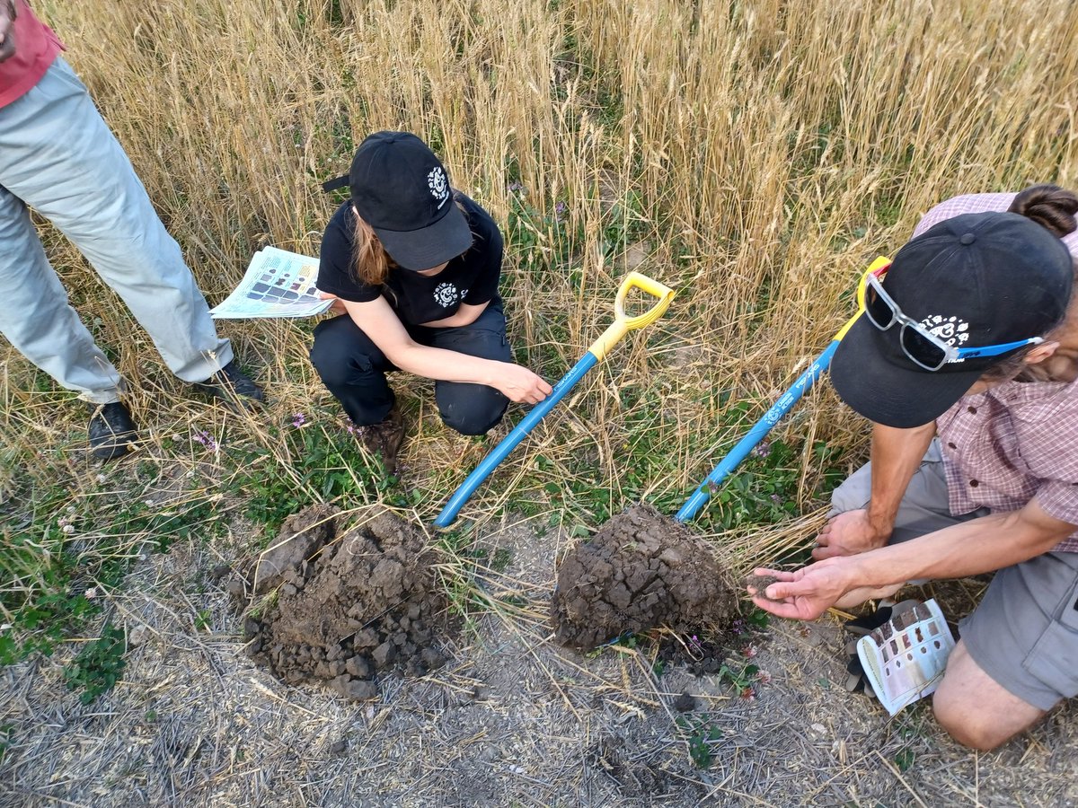 IKIVIHREÄ #hiilestäkiinni hankkeessa <a href="/LukeFinland/">Luonnonvarakeskus</a> Loviisassa päästiin katsomaan, miten #aluskasvit kasvavat viljan alla ja näkyykö maan rakenteessa eroja 3 vuoden jälkeen. Aluskasvit ovat murustaneet selvästi maan pintakerrosta, syvemmällä ei niinkään, analysoi <a href="/Maan_viljelija/">Juuso Joona</a>