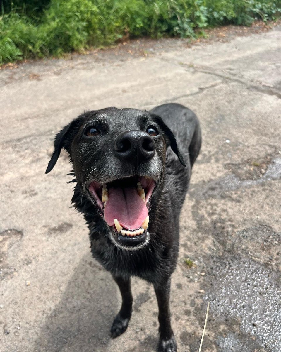 This lucky pup had a van bath after his walk with <a href="/four/">four</a>.paws04. Swipe to see how happy he was about it!

📷 <a href="/four/">four</a>.paws04