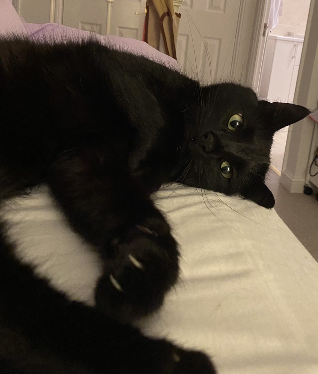 jatbmum's tweet photo. @TreasuryMog This handsome boy is William. Rescued almost 1 year ago 🖤 https://t.co/l6SD9iy72C