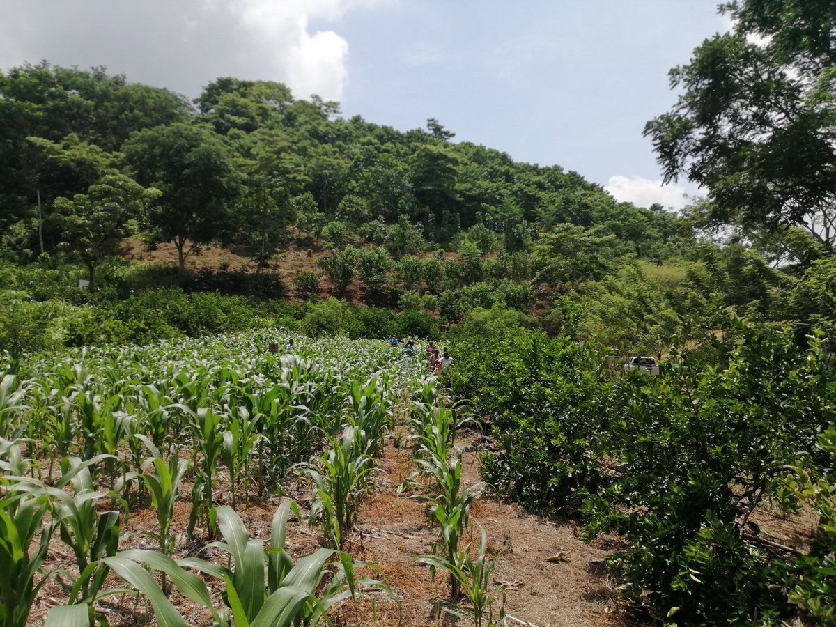 HubPSurCimmyt's tweet image. La agricultura sustentable se promueve fuertemente en #Oaxaca en vinculación entre equipo de #SembrandoVida y el #HubPSur se habló sobre las innovaciones para impulsarla, apoyando el desarrollo de los productores del IstmoHúmedo @ACCIMMYT @Jelle_VanLoon @CIMMYTesp @bramaccimmyt