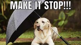 FRIDAY:  Have you seen enough rain this summer? You're not alone. It's difficult for us. And all the moisture is also affecting gardens and potted plants. Call our gardening expert, Niki Jabbour, for advice. 1-800-565-1940
