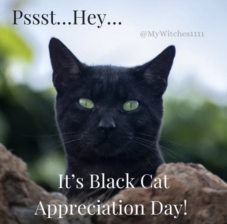 Happy #NationalBlackCatAppreciationDay 🐈‍⬛🐈‍⬛🐈‍⬛