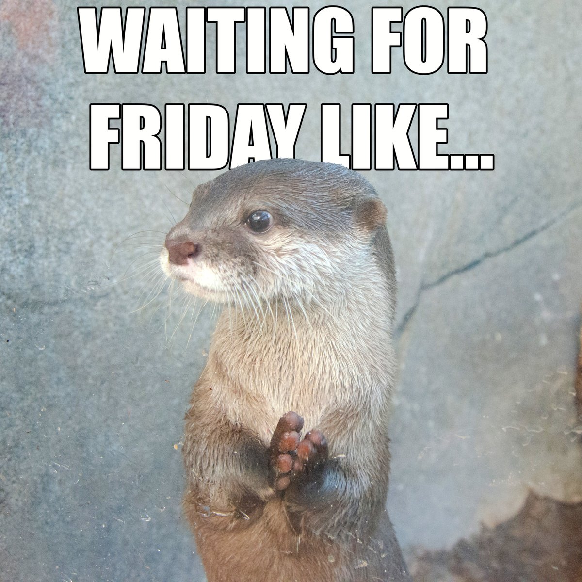 NCAquariumFF's tweet photo. You're killing me, Smalls.
#FridayEve #ComeOnWeekend #WeAreAlmostThere #iWillSurvive https://t.co/RsuMXtnsCn
