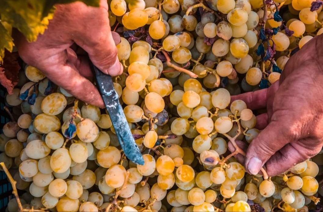 MOSCATEL DE ALEJANDRÍA

Esta variedad, referente en la provincia de #Málaga se utiliza tanto para vinificación, para mesa o para el secado al sol y obtener las <a href="/PasasAxarquia/">Pasas De La Axarquía</a> #RutadelaPasa #TerritorioSIPAM