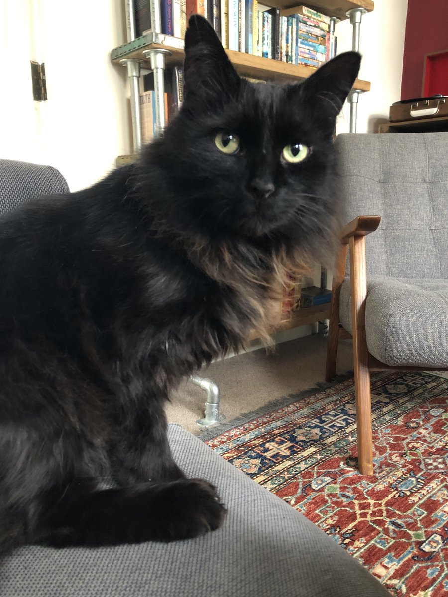 georgie_writes's tweet photo. Happy #BlackCatAppreciationDay to my fluffy boy. So glad the cat distribution system sent you to me 🖤 https://t.co/3cO14rdx0u