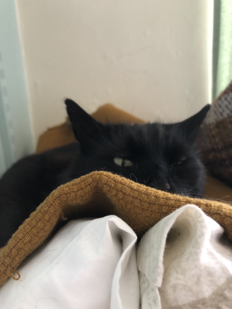 georgie_writes's tweet photo. Happy #BlackCatAppreciationDay to my fluffy boy. So glad the cat distribution system sent you to me 🖤 https://t.co/3cO14rdx0u