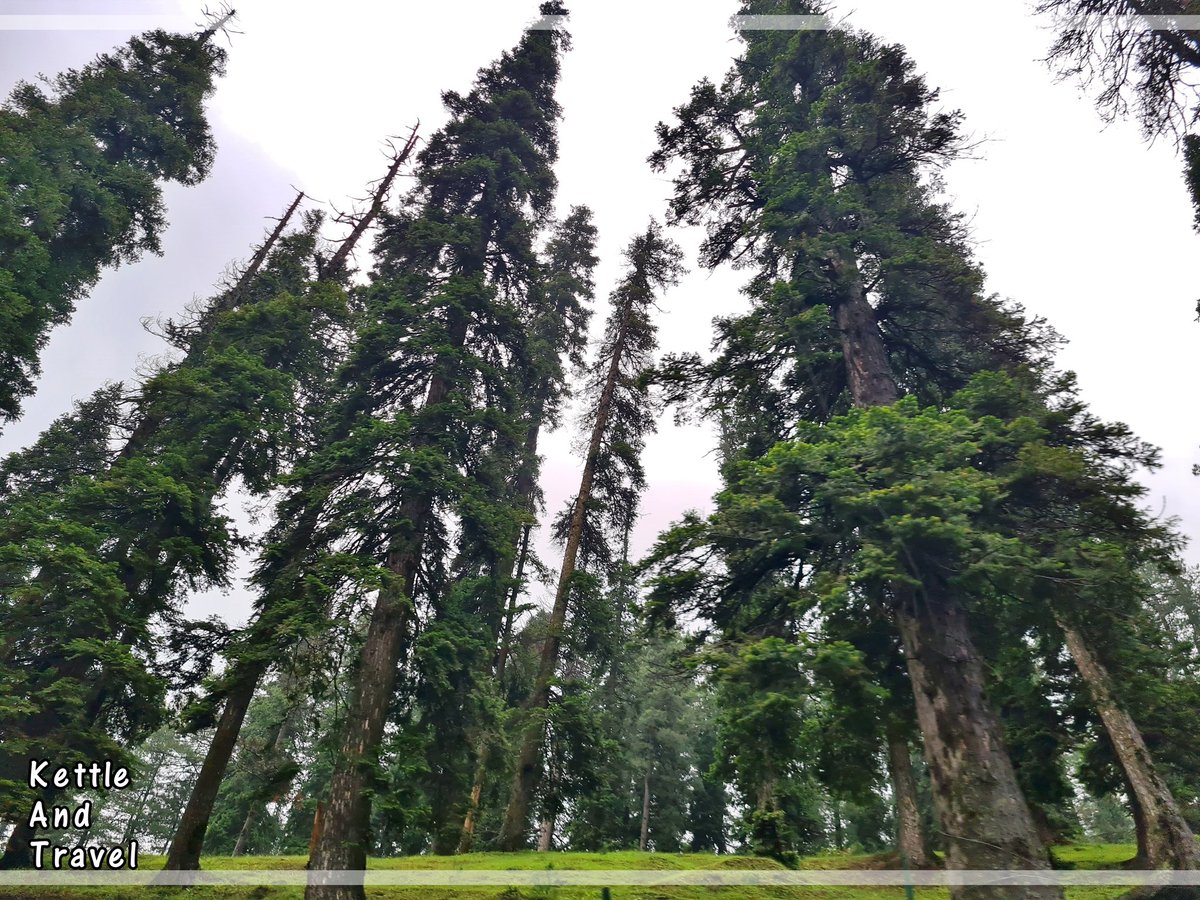KettleAndTravel's tweet photo. @drugstoredivas @obligatraveler @intheolivegrov1 @ararewoman @jollyhobos @philandkenzie @wayne_schmidt @myscenicdrives @tailsandstays @naturetechfam @1BreannaClaire @59NationalParks @blondwayfarer #Top4Trees coming up to join the #Top4Theme bandwagon
1. Redwood Forests, California US
2. Conifers in Himalayas, India
3. Bamboos getting tall in Kerala, India
4. Palm Grooves in Andamans, India https://t.co/1C2P1jZkbV