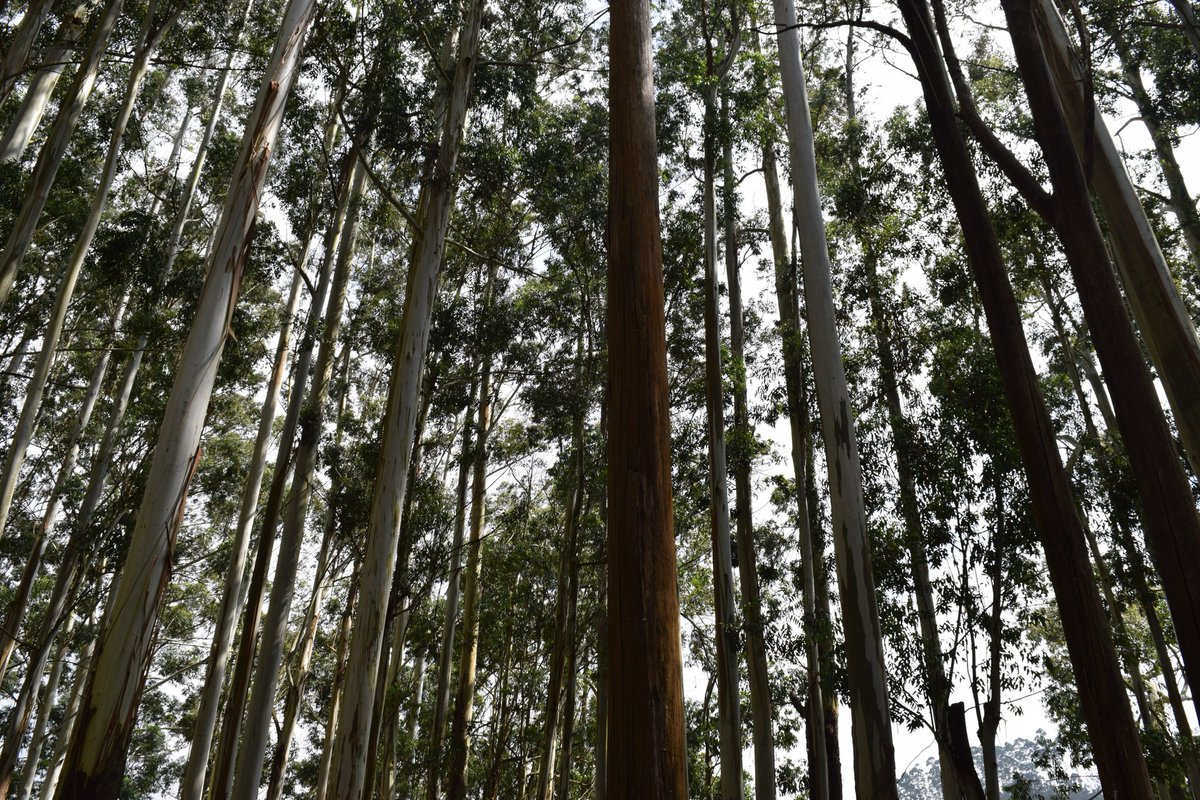 KettleAndTravel's tweet photo. @drugstoredivas @obligatraveler @intheolivegrov1 @ararewoman @jollyhobos @philandkenzie @wayne_schmidt @myscenicdrives @tailsandstays @naturetechfam @1BreannaClaire @59NationalParks @blondwayfarer #Top4Trees coming up to join the #Top4Theme bandwagon
1. Redwood Forests, California US
2. Conifers in Himalayas, India
3. Bamboos getting tall in Kerala, India
4. Palm Grooves in Andamans, India https://t.co/1C2P1jZkbV