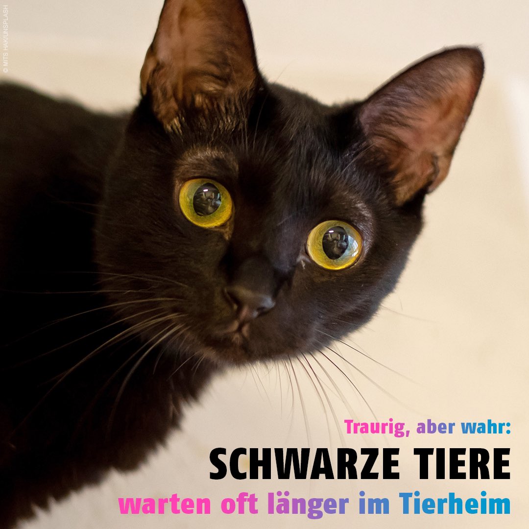 Ich bringe kein Unglück, in mir steckt nicht der Teufel &amp; ich bin nicht weniger liebenswert als #Katzen mit anderer Fellfarbe! Ich verdiene eine Chance und ein liebevolles Zuhause. 🐈‍⬛🖤
 
#EhrentagDerSchwarzenKatze
#BlackCatAppreciationDay
#AdoptBlack
 
👉 tierheime-helfen.de/schwarze-tierh…