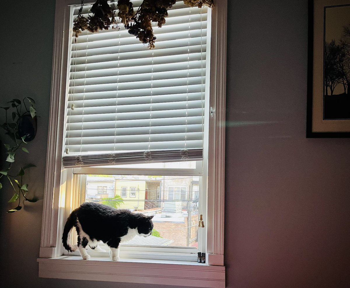 petesegall's tweet photo. said goodbye to soupy yesterday. a lovely friend and a brilliant asshole. i miss her so much. https://t.co/d5B5sr9yS4
