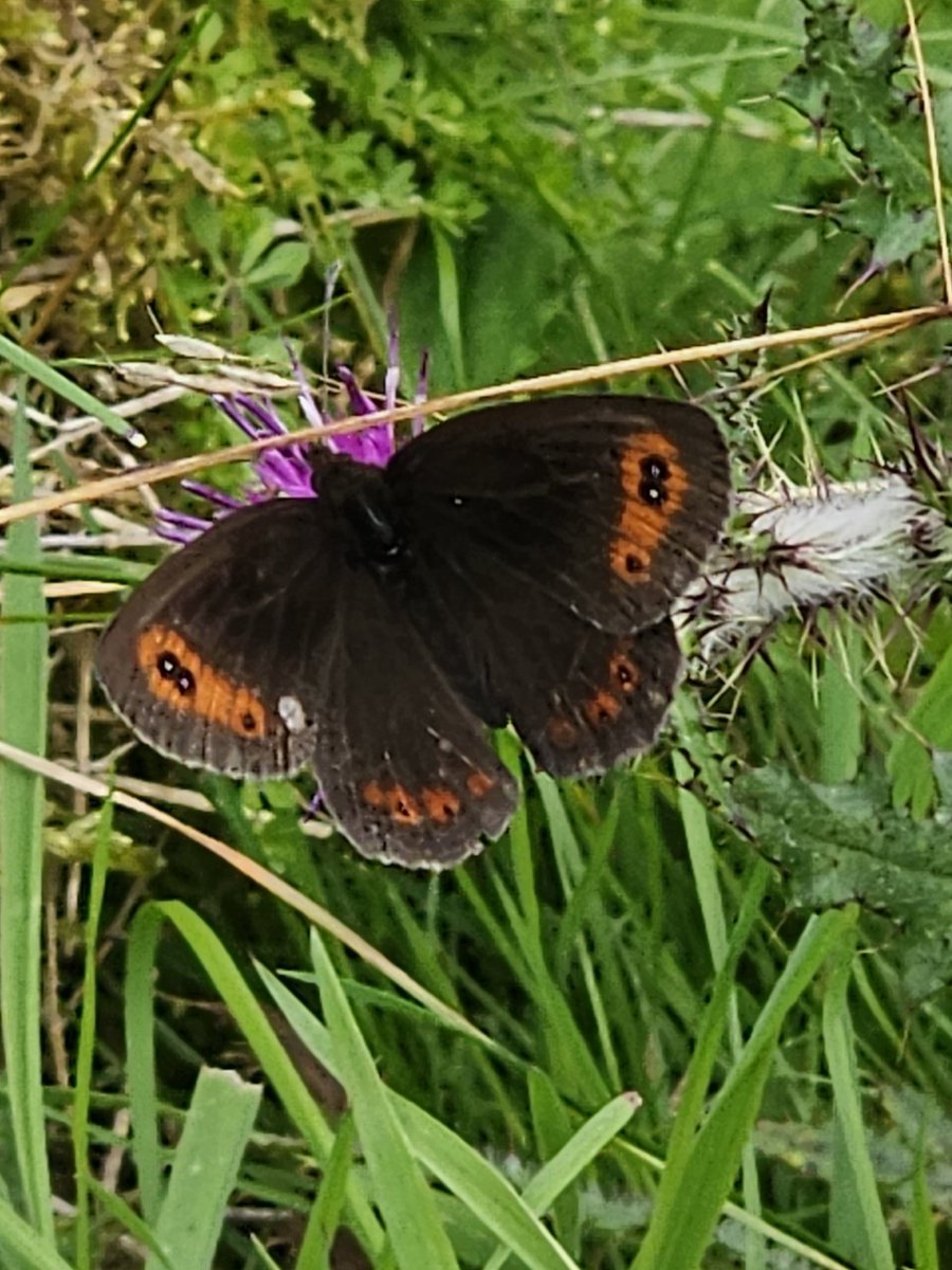 Revisiting an old extensive study site near Daer Reservoir today, great show of Scotch Argus, an Osprey, and the best patch of Devil's Bit Scabious I've ever seen. 🙂
@BC_SWScotland