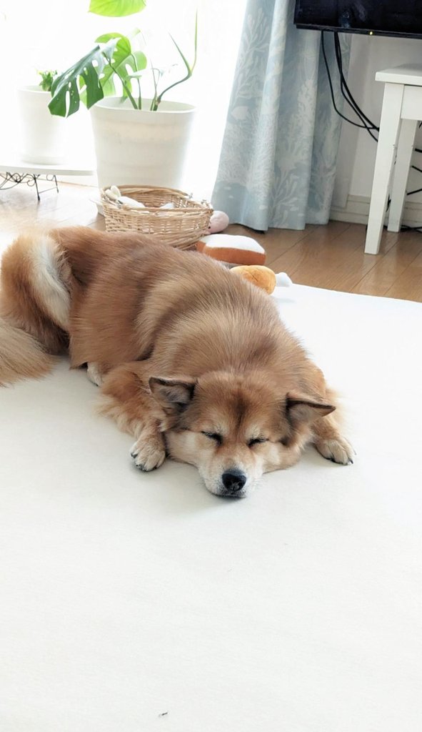 最高な寝相その２