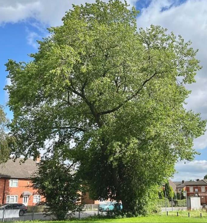 Fantastic to have an entry in a Manchester park for the @WoodlandTrust Tree Of The Year. This stunning Manchester Poplar is a reminder of Manchesters Industrial Heritage and is located in Annie Lees Park in Gorton please vote and share: @ky1iew woodlandtrust.org.uk/trees-woods-an…