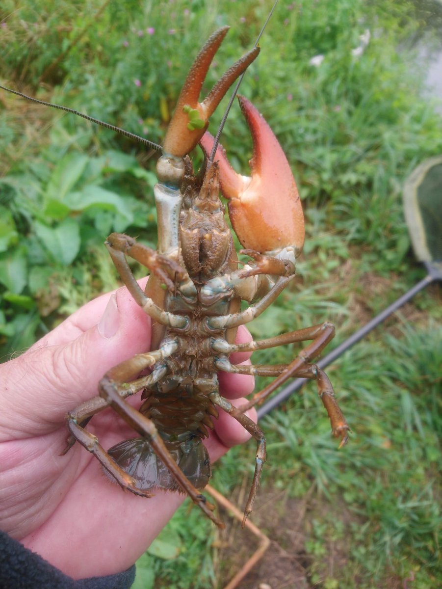 andyflyfisher's tweet photo. Buggers these are but great eating 

#signalcrayfish #invasivespecies https://t.co/MXvGxd6Ra0