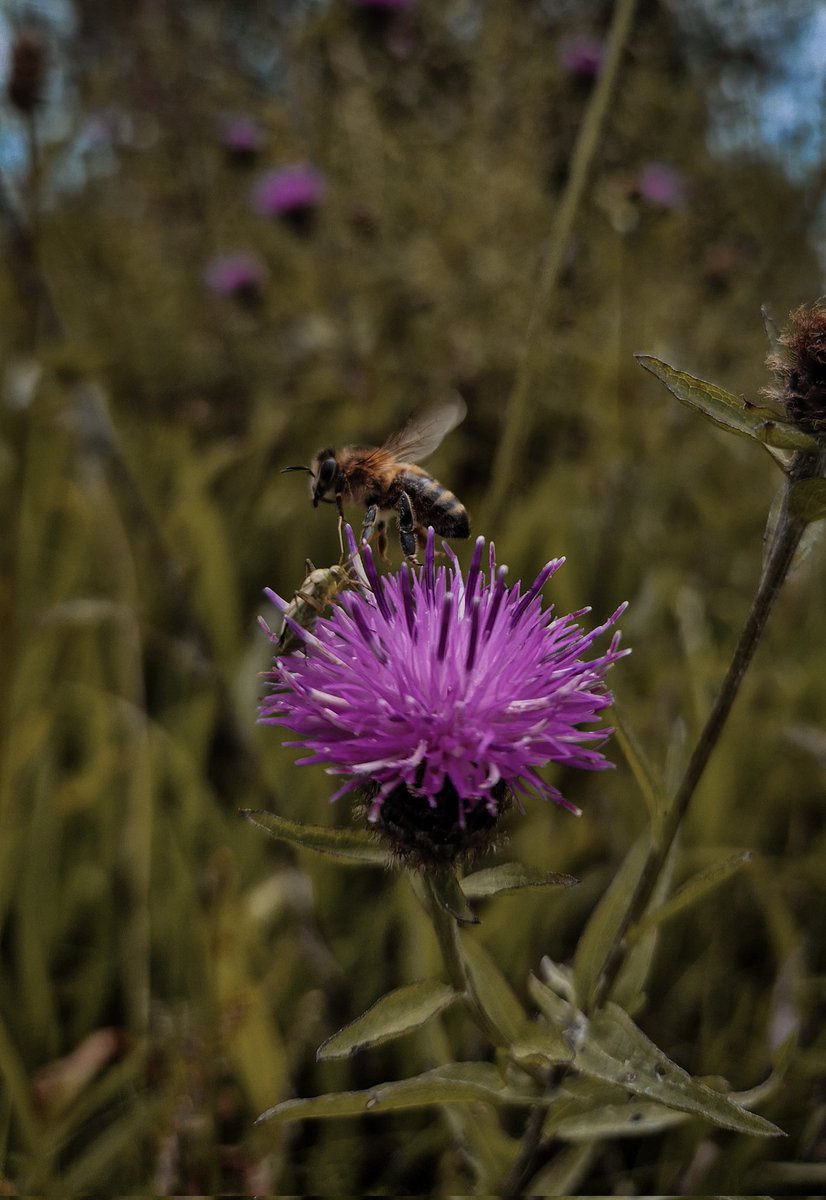 veedma_'s tweet photo. Finally managed to get a photo of a bee in flight🐝🖤 https://t.co/z5CSwohPuo