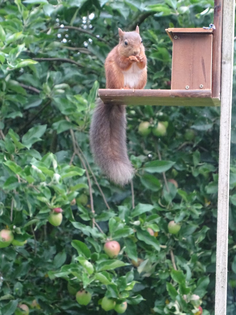 We have a new squirrel, 'he' has a pale tip to his tail, he looks affa like Hector apart from that, I'm constantly surprised that they come in such a variety of shades and colours