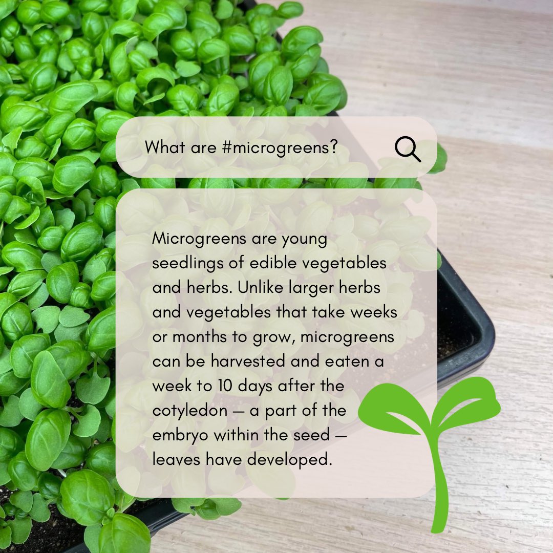 MicrogreenSpace's tweet photo. Microgreens are young #seedlings of edible #vegetables and #herbs. Unlike larger herbs and vegetables that take weeks or months to grow, #microgreens can be harvested and eaten a week to 10 days after the cotyledon — a part of the embryo within the seed — leaves have developed. https://t.co/ZGx78OW2x2