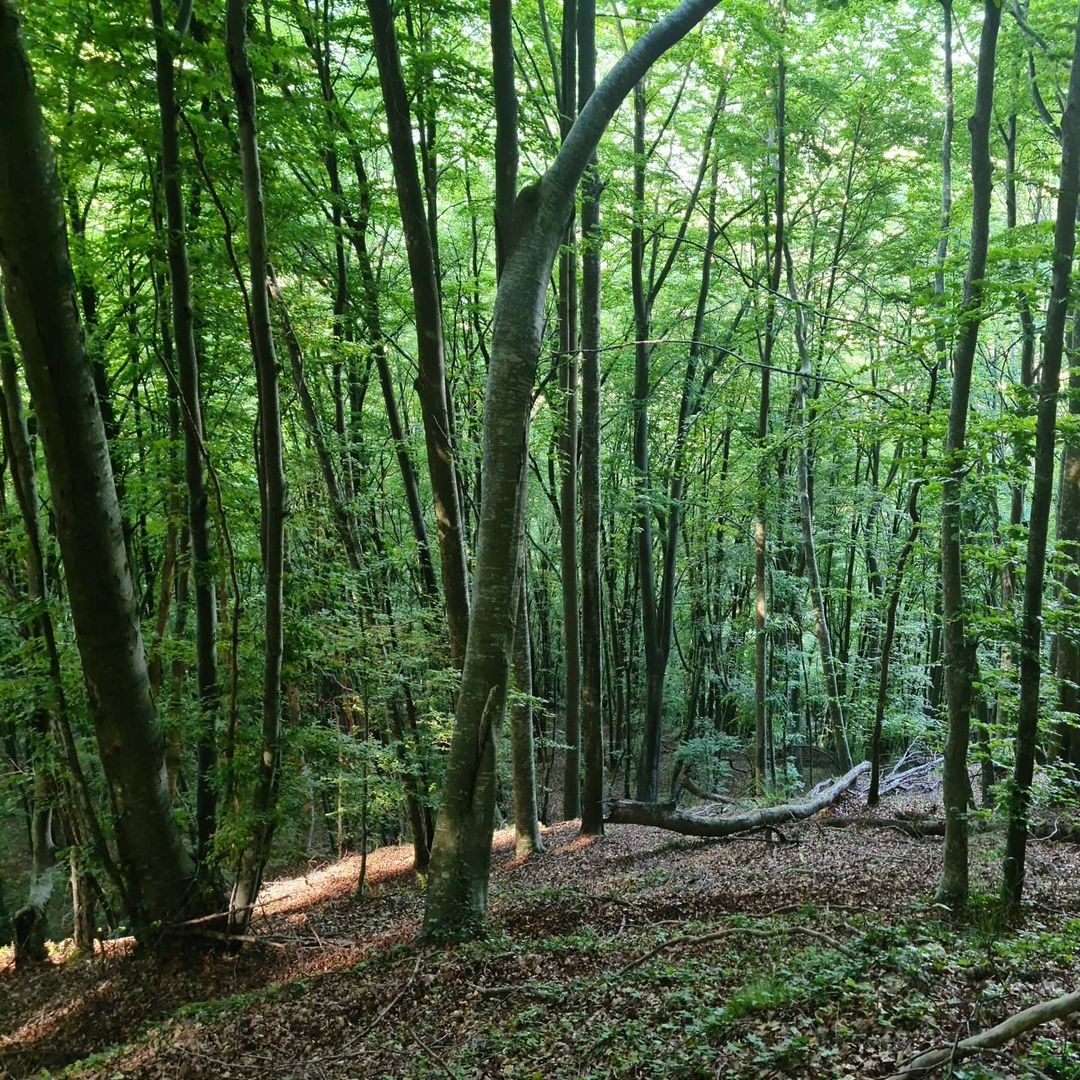 🌳 Sent tots els beneficis terapèutics i la màgia dels boscos amb <a href="/SelvansONG/">Associació Sèlvans</a>.
Descobreix els itineraris terapèutics on poder gaudir d'entorns privilegiats mentre reconnectes amb la natura i amb tu mateix.💚

👉 loom.ly/owhCs3Q
#inCostaBrava #wellbeingincostabrava