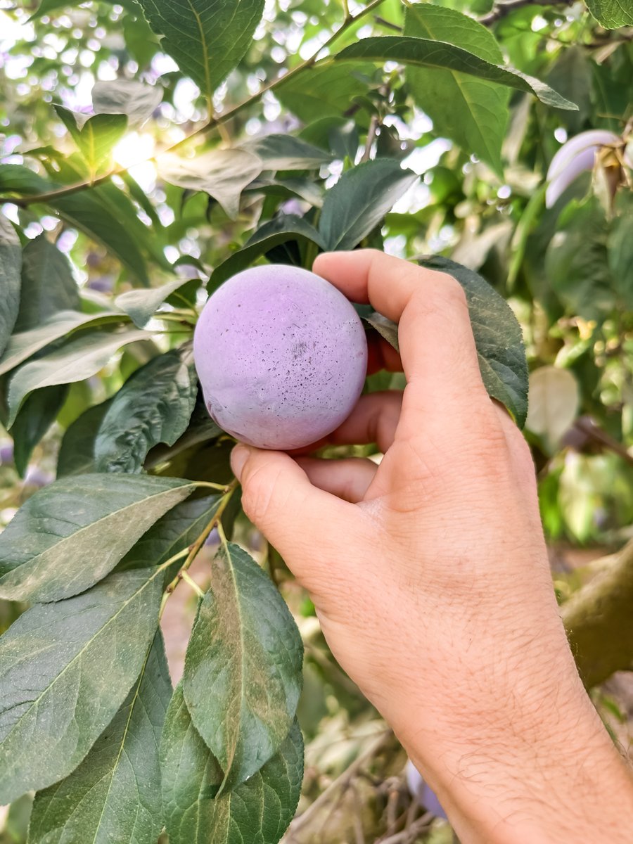 FamilyTreeFarms's tweet photo. Super Nova is thriving this Thursday morning!
___
#FamilyTreeFarms #flavor #fresh #produce #plumcot #supernova #californiagrown #supportfarmers #fruit #farmtofork https://t.co/R3uKMfplZ9
