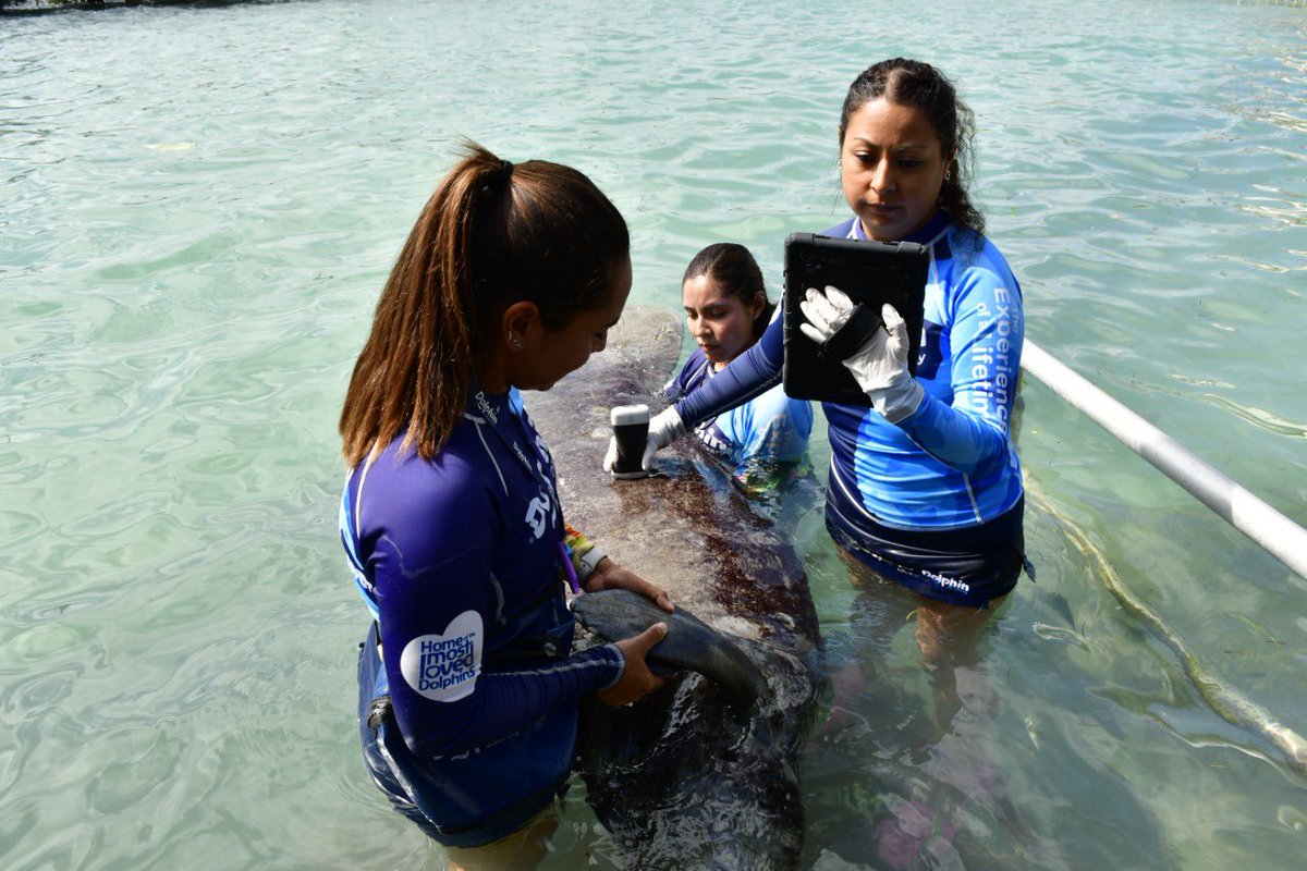 TheDolphinCo_'s tweet photo. Nuestros Medicos Veterinarios  juegan un papel muy importante en las diferentes locaciones que tenemos, se encargan de cuidar la salud y bienestar de nuestros Mamiferos Marinos, así como aplicar medicina preventiva para evitar y reducir la posibilidad de que surja alguna enfermedad. ¡Gracias a todos por el cariño y respeto que tienen por estos increíbles animales!

Our Veterinarians play a very important role in the different locations we have, they take care of the health and welfare of our Marine Mammals, as well as apply preventive medicine to avoid and reduce the possibility of any disease. Thank you all for the love and respect you have for these amazing animals!

#TheDolphinCompany