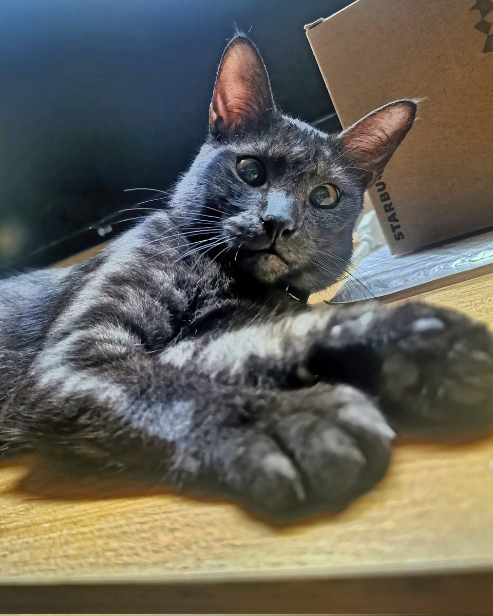 panzitbeehon's tweet photo. Ikigai ❤️😊 #mucho #puspin #adoptdontshop #catsofinstagram #huawei https://t.co/xRSvcAYO1B