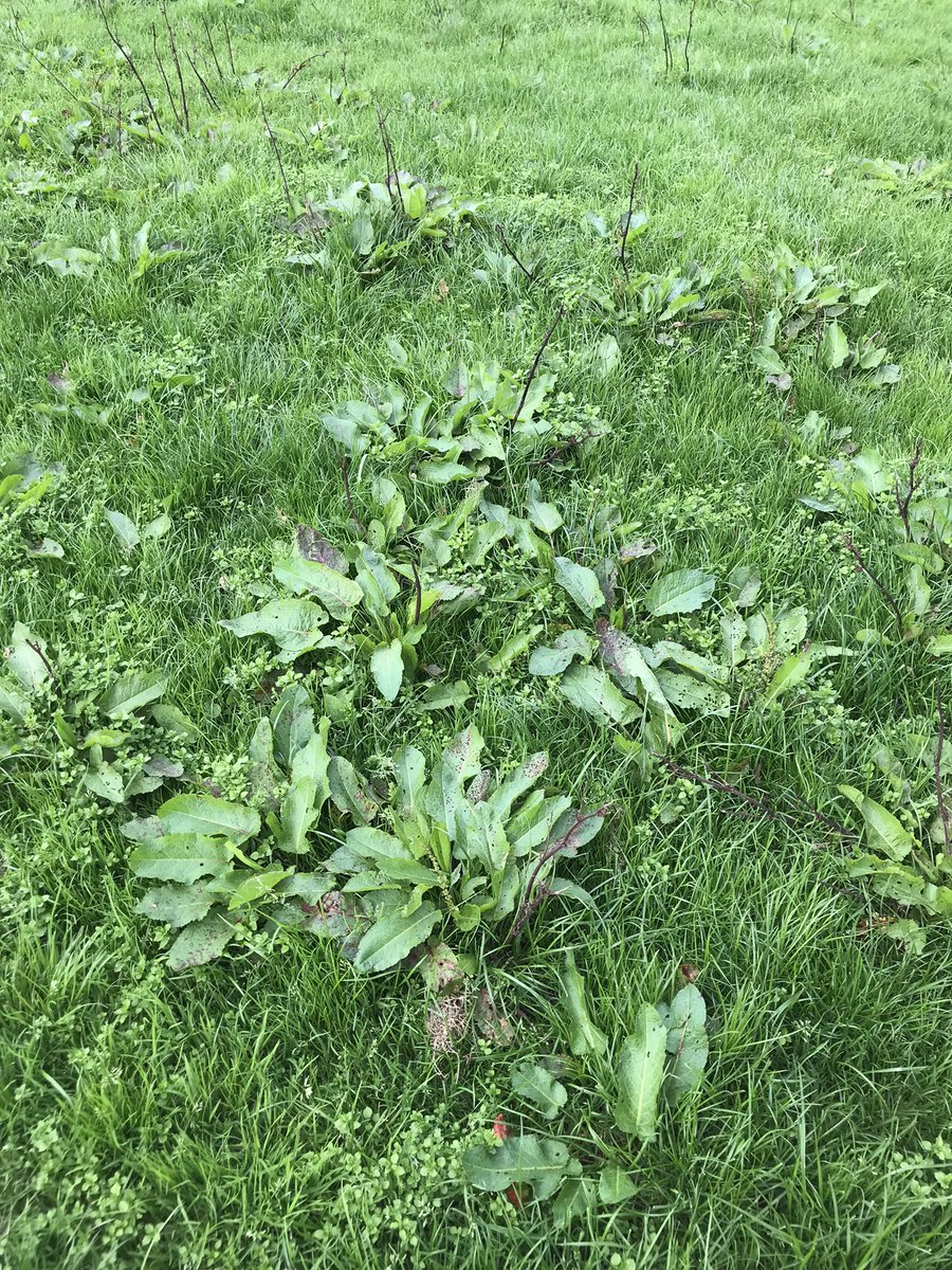 Best time of year for dock control. Warm soils, active growth and sap moving down to roots for winter. Try Thrust 3.5 L/ha for clean pasture next spring. <a href="/NufarmUK/">Nufarm UK & Ireland</a>