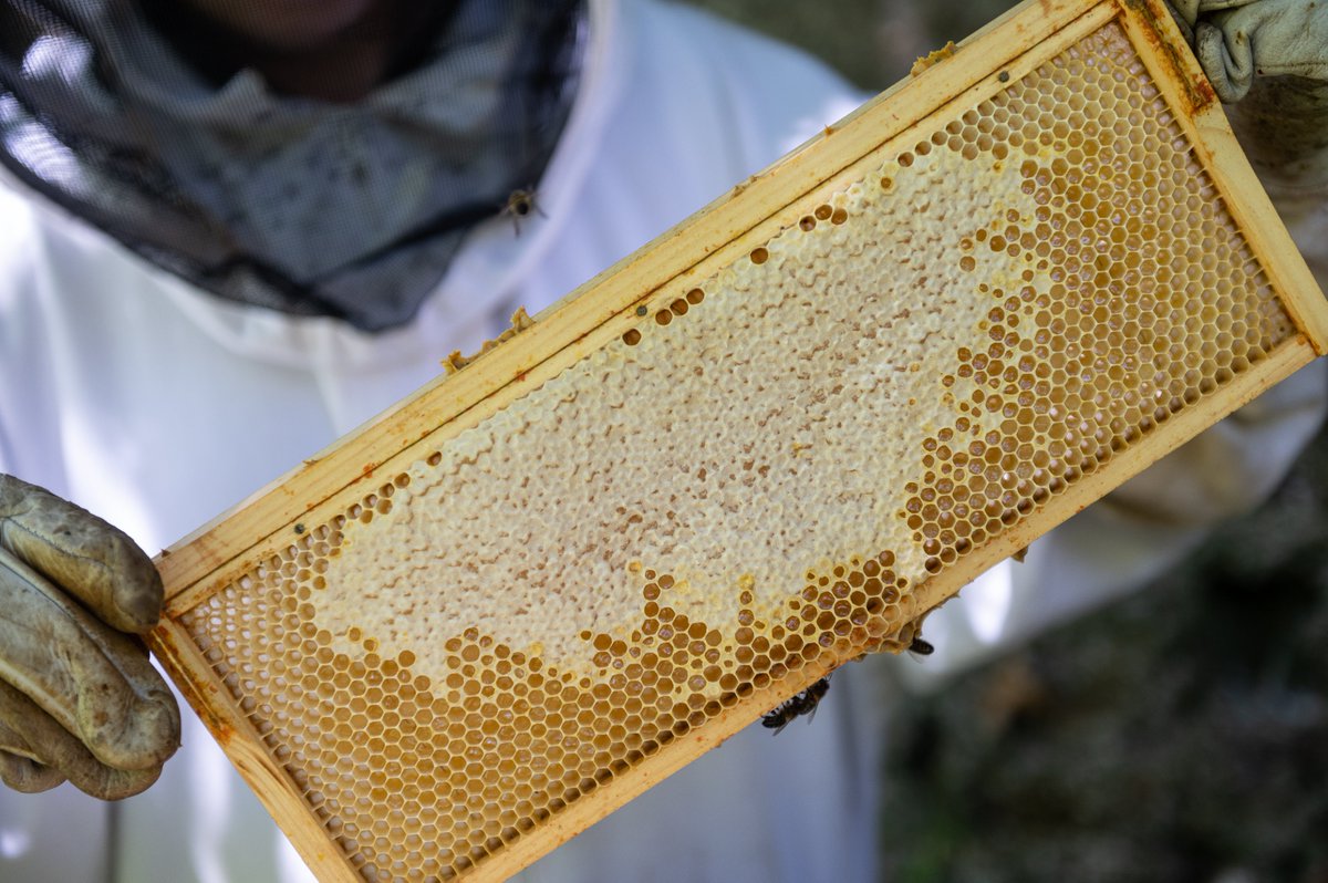 Johnstown Castle Estate, Museum & Gardens (@johnstowncastle) on Twitter photo The #WexfordHoneyFestival in partnership with South Wexford Beekeepers Association takes place on Saturday 16th & Sunday 17th September in #JohnstownCastle from 10.30am - 5pm both days 🐝
This event is free for members & included in daily admission!
<a href="/visitwexford/">Visit Wexford</a> #visitwexford The #WexfordHoneyFestival in partnership with South Wexford Beekeepers Association takes place on Saturday 16th & Sunday 17th September in #JohnstownCastle from 10.30am - 5pm both days 🐝
This event is free for members & included in daily admission!
<a href="/visitwexford/">Visit Wexford</a> #visitwexford
