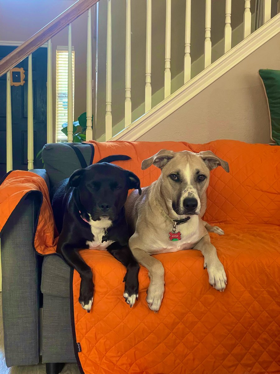 raphabot's tweet photo. @devopsjacquie Dallas and Maple pretending to be good girls. https://t.co/JlsPeF0kqc