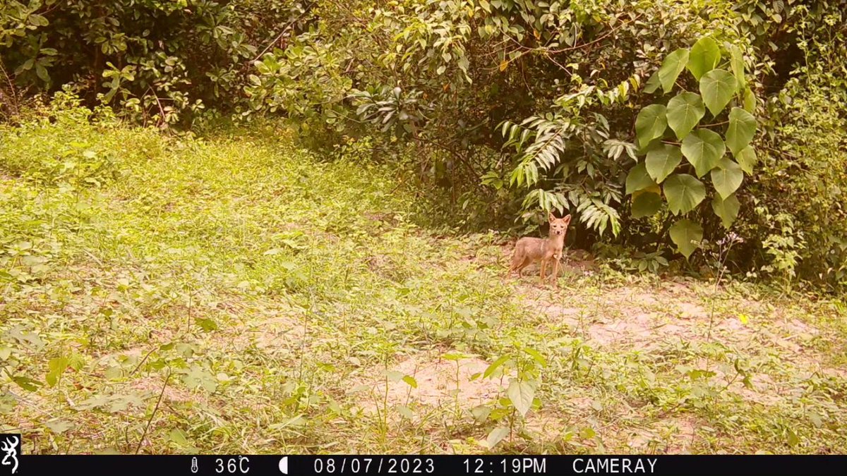 leopocon's tweet photo. Some of the visitors captured by our camera traps. A Jackal, Possibly a sub adult passing one of the cams during day time and night. The Southern Indian jackal is a subspecies of golden jackal native to southern India and Sri Lanka and also known as Sri Lankan Jackal. 
#lka https://t.co/8PK2QfkUll