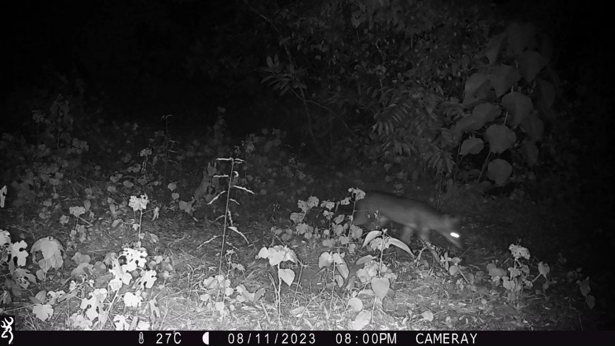 Some of the visitors captured by our camera traps. A Jackal, Possibly a sub adult passing one of the cams during day time and night. The Southern Indian jackal is a subspecies of golden jackal native to southern India and Sri Lanka and also known as Sri Lankan Jackal. 
#lka
