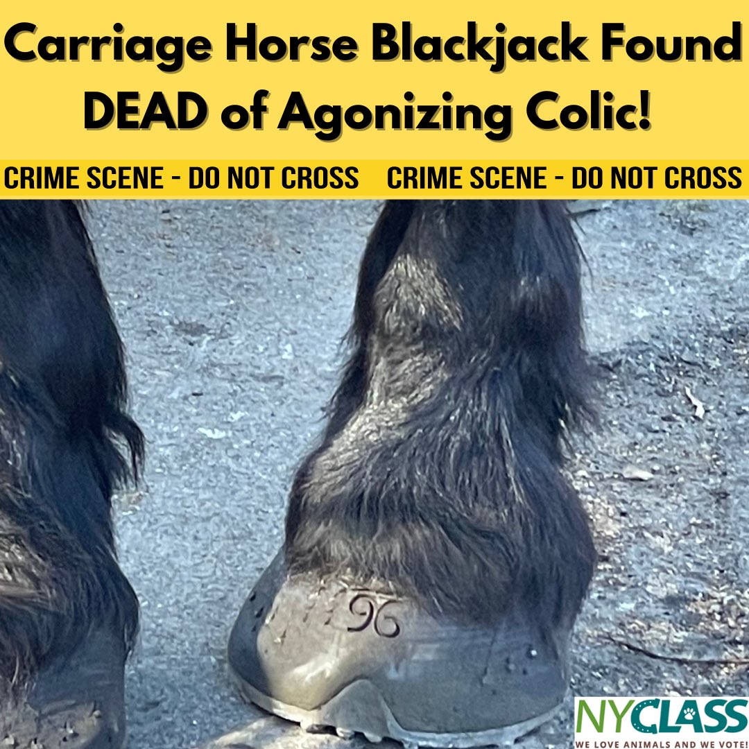 BREAKING:Carriage horse Blackjack found DEAD of agonizing colic in Midtown. 🛑Yet another horse has suffered & died at the hands of @TWULocal100 @TwuSamuelsen When will @NYCSpeakerAdams @Lynn4NYC pass #RydersLaw to end this abuse? ➡️Media statement: nyclass.org/blackjackdead