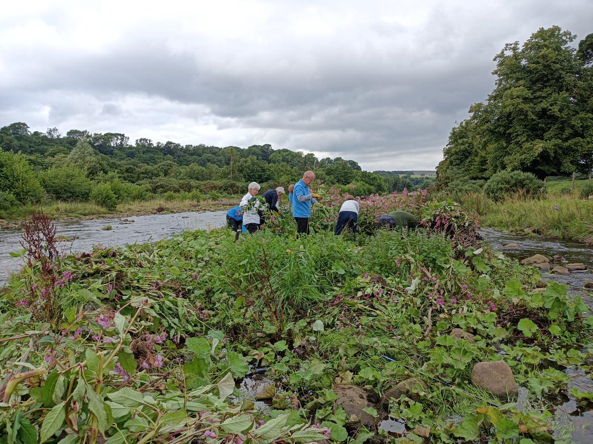 Fantastic day spent with our #volunteers bashing Himalayan balsam along the South Tyne! It's always super satisfying removing a big patch like this! #TogetherForRivers #LoveYourTyne #Invasives