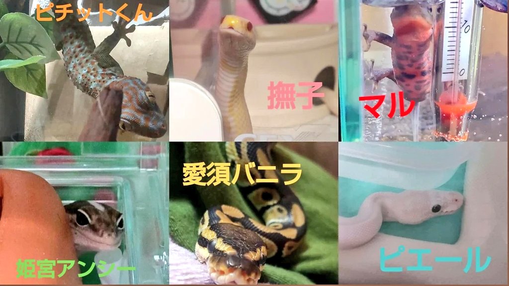 Nadeko1023mi's tweet photo. うちの子紹介🐍🐢🦎✨
 #爬虫類好きさんと繋がりたい https://t.co/1mwNV0cTr2