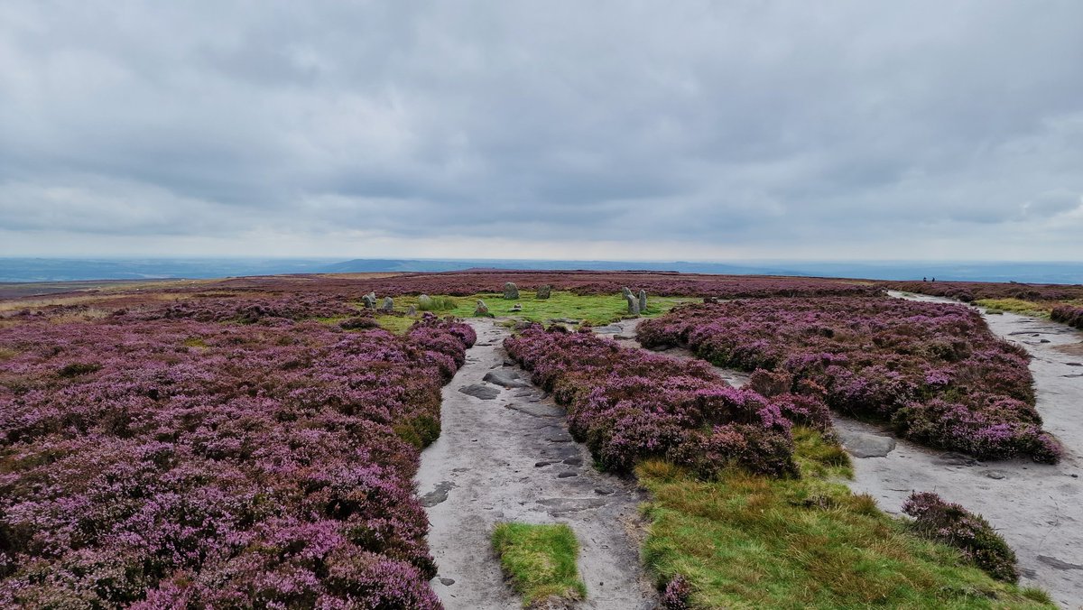 I overdosed on heather today, on Rombalds, Ilkley and Burley Moors. Walking station to station on the Leeds - Carlisle line between Steeton and Saltaire