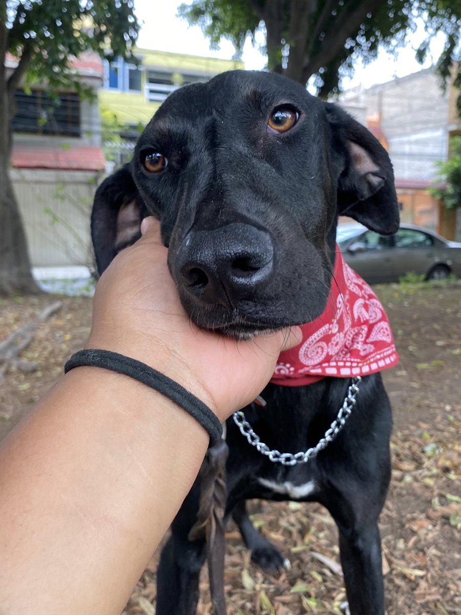 Zoé les desea buenos días a todos ♥️
Recuerden que sigue en adopción 🌻
Nadie pregunta por ella 😔
Es muy triste que la gente solo busque en adopción perritos pequeños,de raza y colores claros.
¿Qué tienen en contra de los demás perritos?
¿Por qué ellos no merecen amor ? 🥺

CDMX