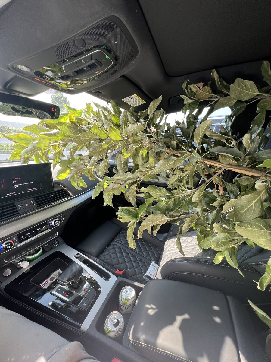 girardredwine's tweet photo. The #AudiTruck has a little bit of everything today. And she found her limit on size of apple trees that she can handle. I feel like Clark Griswold driving. Smells good up front though. #nosap https://t.co/GjBwlzWILZ